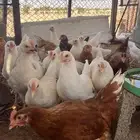 اخر كمية دجاج لوهمان