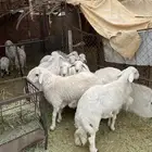 طليان كفو للبيع على السوم