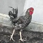 ديوك للبيع