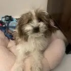كلب نوع  Bernedoodle