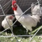 دجاج بلدي بياض