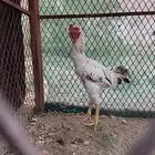 ديك باكستاني