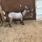 الماعز القزم تيس