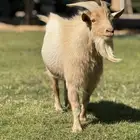 تيس ماعز قزم منتج