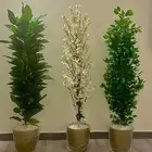 شجر صناعي جديد عدد 3 بسعر 350 لكل الثلاث شامل التوصيل