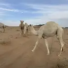 عقود لباني السوم 5350