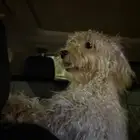 زوج  كلاب ليتل بودل عمر تقريبا 6 شهور مطعمين ولهم جواز سفر