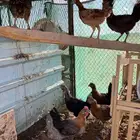 دجاج بلدي