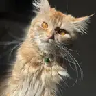 قطه تبني ال يبيها يكلمني