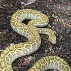 بورمس هايبو