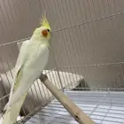 عصفور كراوان(كوكتيل) انثى للبيع