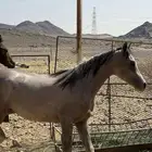 حصان شعبي عربي