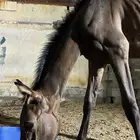 مهر شعبي