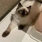 قط للبيع هملايا