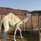 بكره وضحا