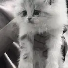 قطه للبيع