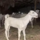 عناق فاااخره للبيع