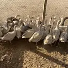 للبيع رز مصري