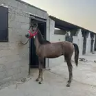 مطلوب سايس خيل