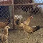 دجاج بلدي