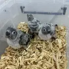 فروخ كنيور وكروان تقبل الغر