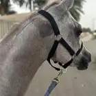 خيل