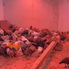 فقاسات ودجاج صغير وكبير