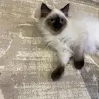 قطط للبيع هملايا العمر ثلاث شهور