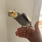 ببغاء للبيع النوع كروان العمر سنة الصحة 100 شرط مافيه أمراض