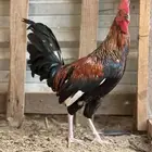 ديك