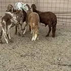 طليان سواكن مرباه نضيفه