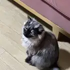 قطه للتبني