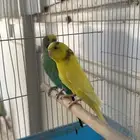 جوز بادجي