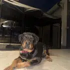 ذكر روت وايلر