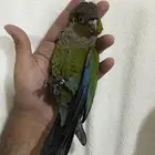 كريسمون كنيور