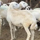 خروف للبيع السن ثني مشروط