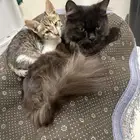 قطط للتبني