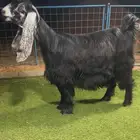 جفرة عارضية دافع صنف نادر خصمم تم البيع