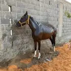 فرس
