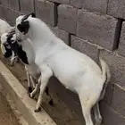 تيوس ذبايح فل شحم
