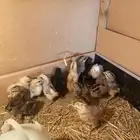 صوص بلدي تم البيع