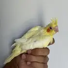 فروخ كروان تقبل الغر بسهوله