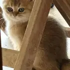 كيتن ذكر مسجل للبيع