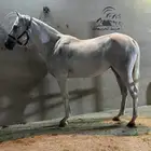 فرس شعبيه