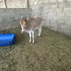 بقره تحتها حسيله