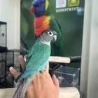 كنيور بلوشيك اليف وهدد