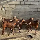 تيوس بلدي دهم