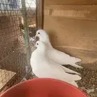 جوز قلابي