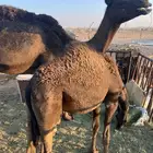 بكره. للبيع