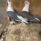 حمام بكستاني زينه زاجل